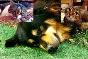 Ziua Internațională a Animalelor