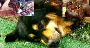 Ziua Internațională a Animalelor