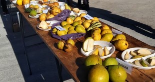 festivalul perelor (1)