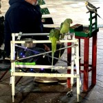 cersatori pitesti (3)