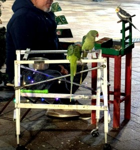 cersatori pitesti (3)