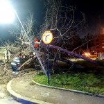 copaci cazuti carosabil pitesti (1)