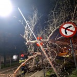 copaci cazuti carosabil pitesti (2)