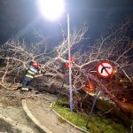 copaci cazuti carosabil pitesti (3)