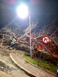 copaci cazuti carosabil pitesti (3)