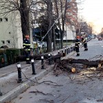 copaci cazuti carosabil pitesti (4)