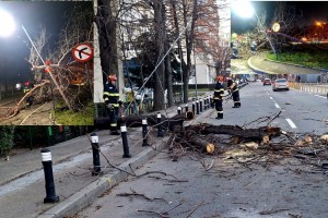 copaci cazuti carosabil pitesti (4)