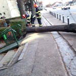 copaci cazuti carosabil pitesti (5)