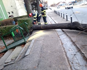 copaci cazuti carosabil pitesti (5)