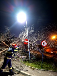 copaci cazuti carosabil pitesti (6)
