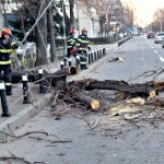copaci cazuti carosabil pitesti (7)