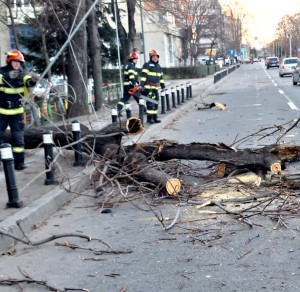 copaci cazuti carosabil pitesti (7)