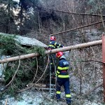 copaci cazuti dambovicioara (1)