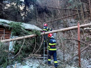copaci cazuti dambovicioara (1)