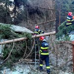 copaci cazuti dambovicioara (1)