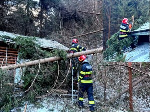 copaci cazuti dambovicioara (1)
