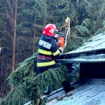 copaci cazuti dambovicioara (2)