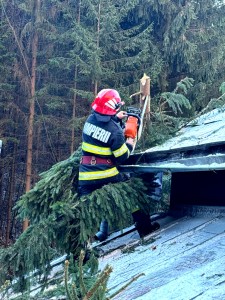 copaci cazuti dambovicioara (2)