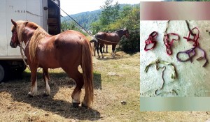 hoţi-de-cai-în-arest