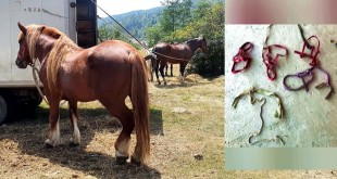 hoţi-de-cai-în-arest