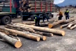 ilegal-de-material-lemnos-51