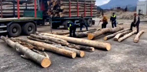 ilegal-de-material-lemnos-51