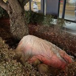 incendiu pitesti (5)