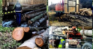 Sancțiuni-și-confiscări-de-material-lemnos1