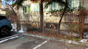 controale politia locala pitest (3)