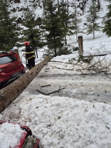 copac cazut pe auto dambovicioara (1)