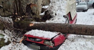copac cazut pe auto dambovicioara (2)