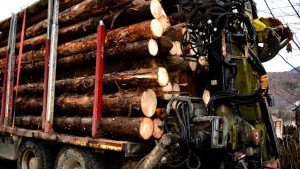 transport-de-material-lemnos-confiscat-2