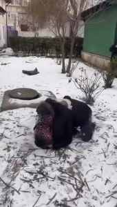 vioplenta costesti arges (2)