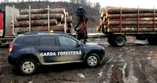 Amenzi-usturătoare-aplicate-unor-firme-forestiere