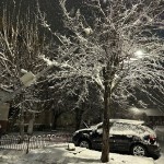 copaci si masini distruse (1)