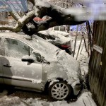 copaci si masini distruse (10)