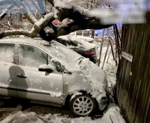copaci si masini distruse (10)