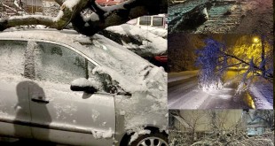 copaci si masini distruse (10)