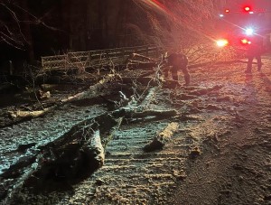 copaci si masini distruse (2)