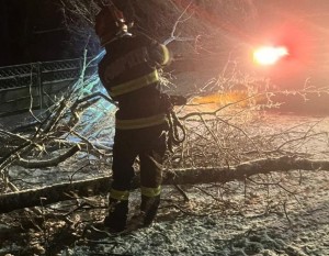 copaci si masini distruse (3)