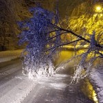 copaci si masini distruse (4)