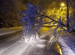 copaci si masini distruse (4)