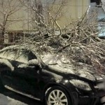 copaci si masini distruse (5)