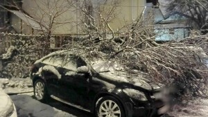 copaci si masini distruse (5)