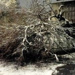 copaci si masini distruse (6)