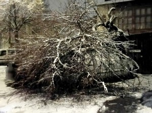 copaci si masini distruse (6)