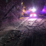 copaci si masini distruse (7)