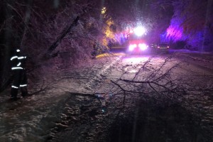 copaci si masini distruse (7)