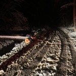 copaci si masini distruse (8)