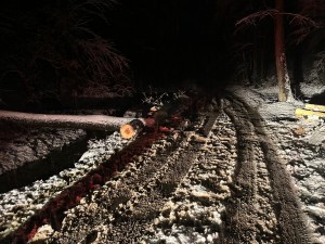 copaci si masini distruse (8)